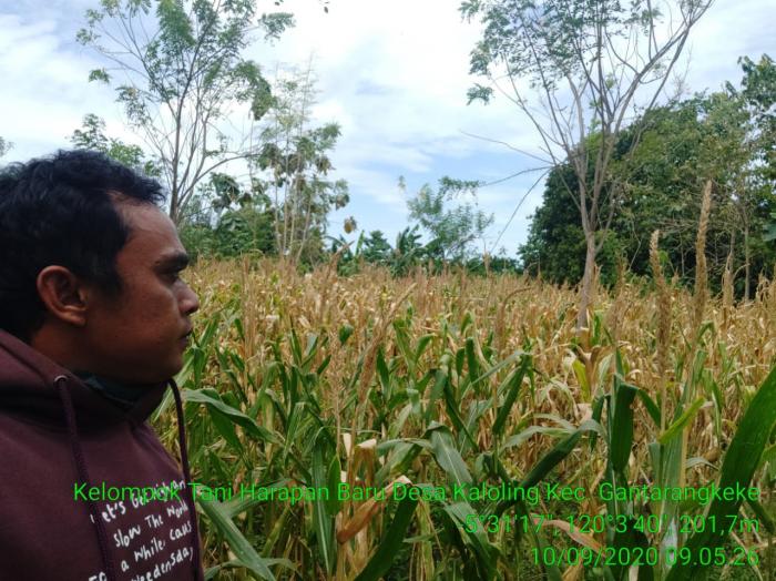 Memantau perkembangan Pertanaman Jagung di Wilayah Hamparan Kelompok Tani Harapan Baru Kab.Bantaeng