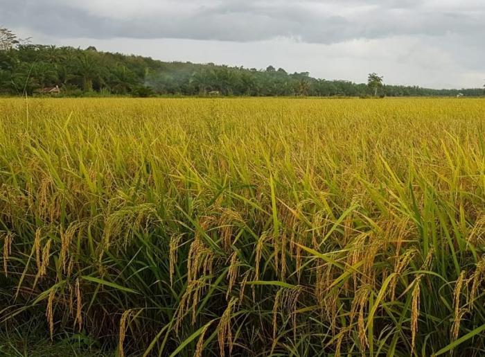 PRODUKTIVITAS PADI GOGO, PADI SAWAH, DAN PADI LOKAL  PADA LAHAN TADAH HUJAN