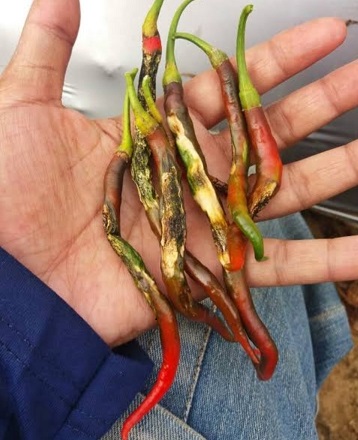 mewaspadai dan mengendalikan penyakit antraknose pada tanaman cabai 