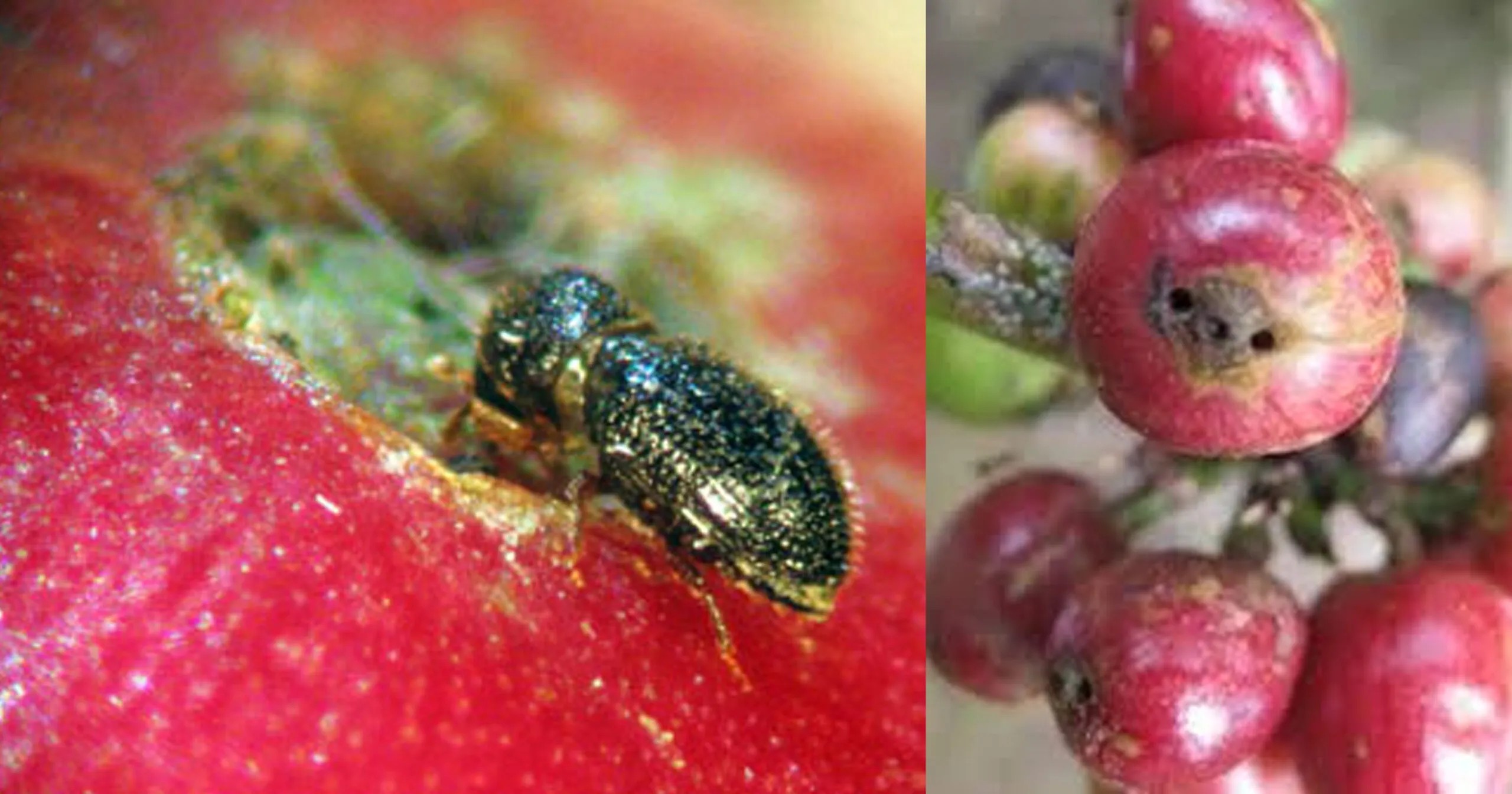 Lahan Rawa Memang Jawara