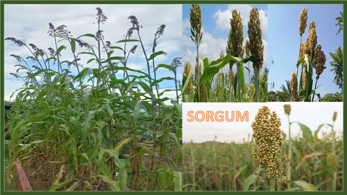 TEKNOLOGI BUDIDAYA SORGUM (Sorghum bicolor (L.) Moench) 
