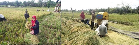 Kegiatan Panen Padi Di Desa Harapan Baru