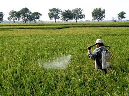 TEPAT PESTISIDA  TANAMAN  SEHAT,  PRODUKSI MENNGKAT