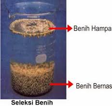 Benih bermutu