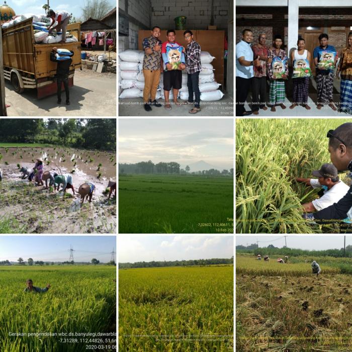Bantuan Pemerintah Benih Padi Untuk Lahan Kering