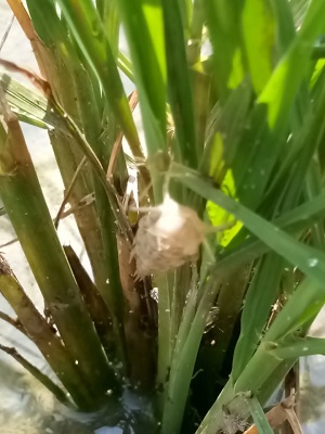 Pengendaliaan Hama Wbc  Menggunakan Jamur Antagonis (beauvaria Bassiana)