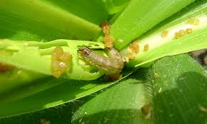 Hama dan Penyakit Penting di Tanaman Jagung Serta Cara Pengendaliannya