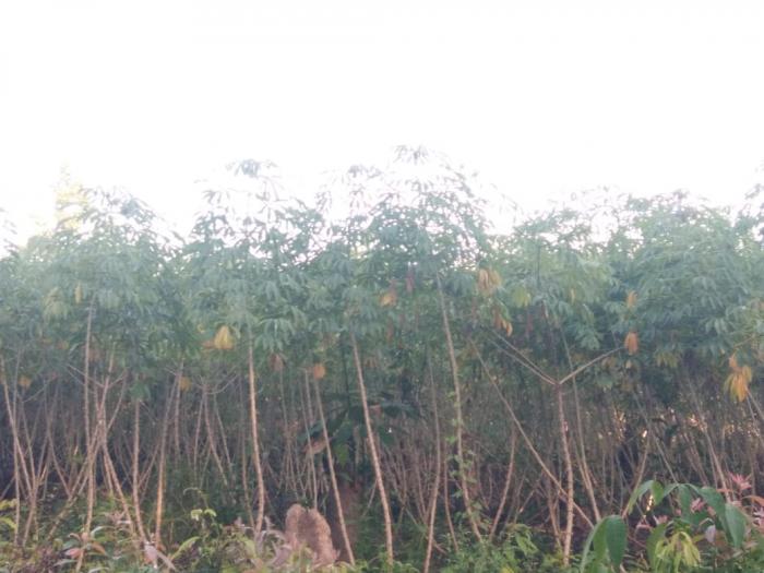 TEKNOLOGI PRODUKSI UBI KAYU  SECARA MONOKULTUR