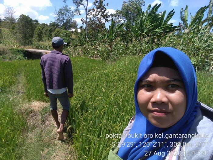 PEMANTAUAN PERTANAMAN PADI DI KELOMPOK BUKIT ORO KEL.GANTARANGKEKE KEC.GANTARANGKEKE KAB.BANTAENG