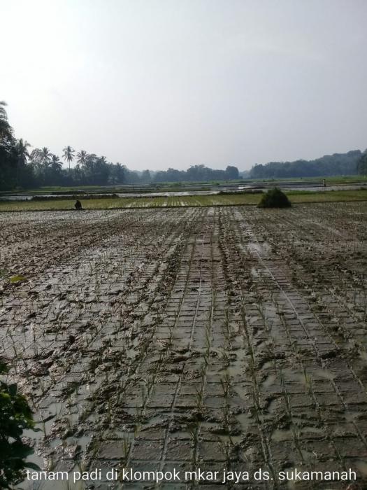 Kegiatan Percepatan Tanam padi sawah bulan Juni 2020 di Kec Rangkasbitung