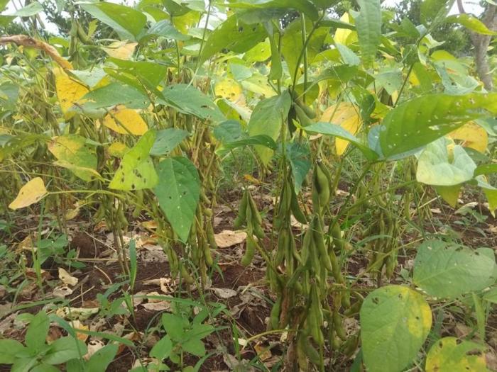 Mengenal Jenis-Jenis Hama Dan Penyakit Pada Tanaman Kedelai