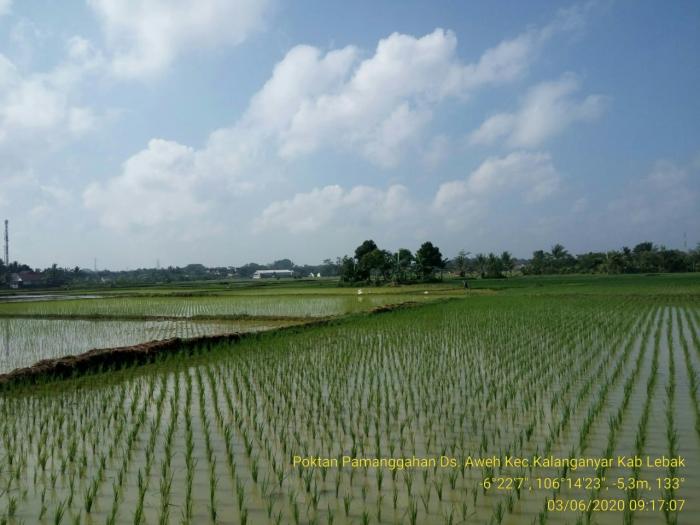 Kegiatan Percepatan Tanam padi sawah bulan Juni 2020 di Kec Kalanganyar