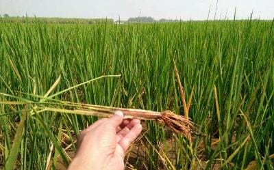 CARA MENGATASI TANAH MASAM