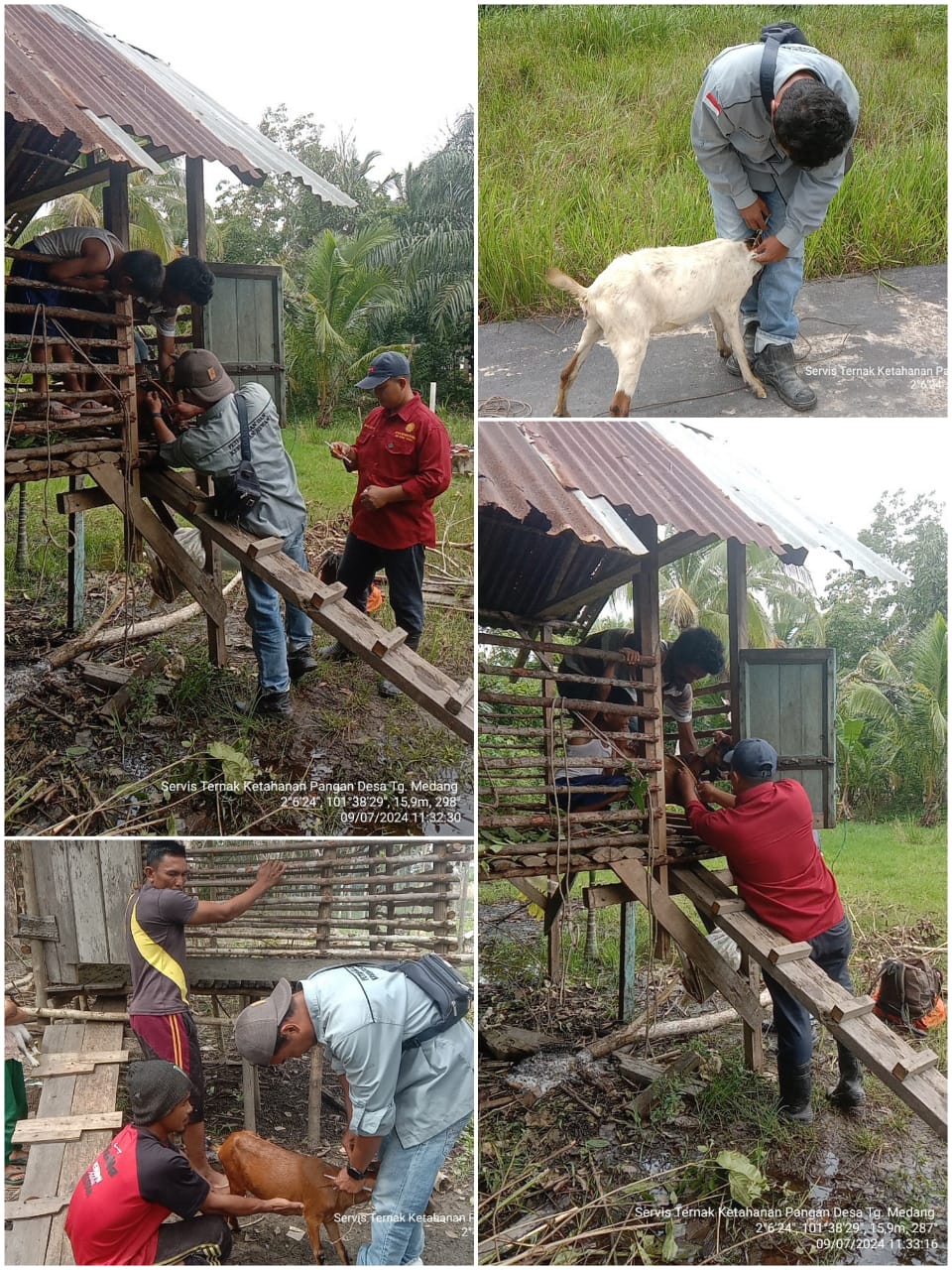 DESA TANJUNG MEDANG MELAKSANAKAN PEMERIKASAAN HEWAN TERNAK BANTUAN KETAHANAN PANGAN TAHUN 2024