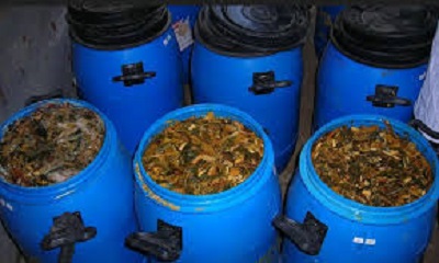 Cara Membuat Probiotik Alami Untuk Ternak