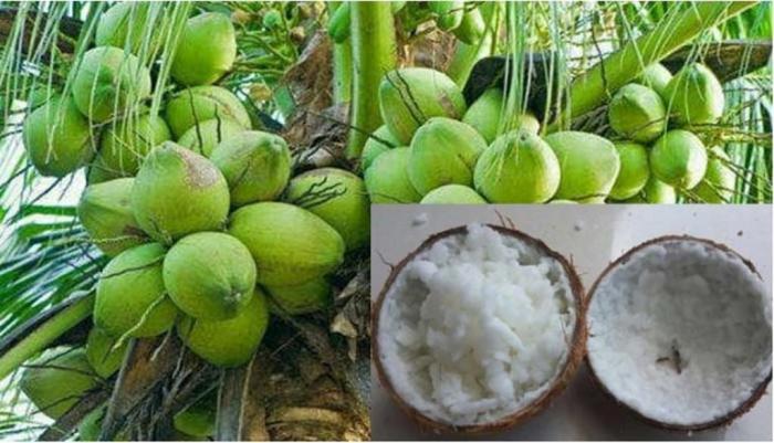 Teknik Budidaya Kelapa Kopyor Khas Pati