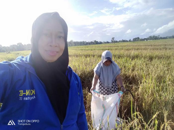 pengambilan ubinan padi varietas Inpari 30 di lahan ketua Klp tani Rahma,Desa Bajiminasa, Kec.Gantarangkeke,Kab. Bantaeng
