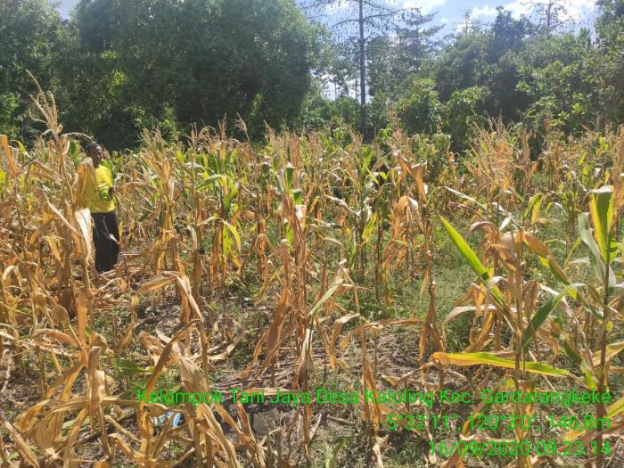 Pengambilan Ubinan Jagung Kelompok Tani Jaya Desa Kaloling Kab.Bantaeng