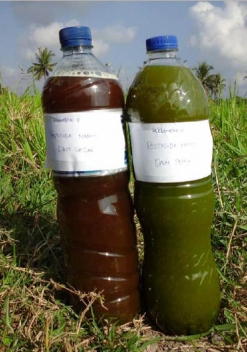 Pertanian Sehat dengan Pestisida Nabati