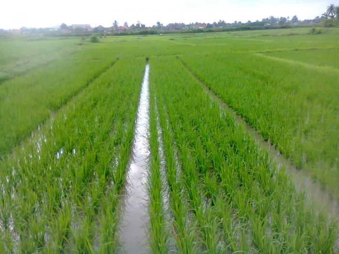 METODE SRI  (System of Rice Intensification) pada PADI