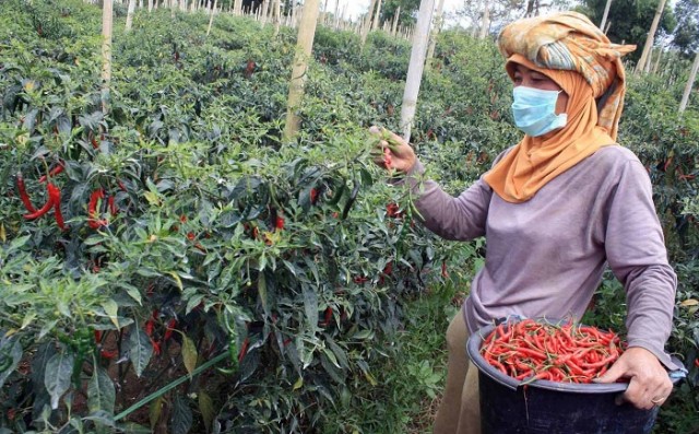 PENANGANAN PANEN PADA TANAMAN CABAI