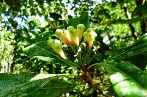 CARA MUDAH MENANAM CENGKEH DALAM POT