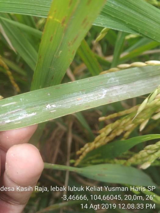 Pengendalian Hama Wereng Bercak Coklat  (WBC) di Desa Kasih Raja Kecamatan Lubuk Keliat
