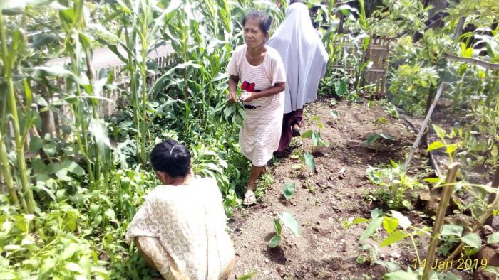 SAYUR SEHAT DI LAHAN PEKARANGAN 