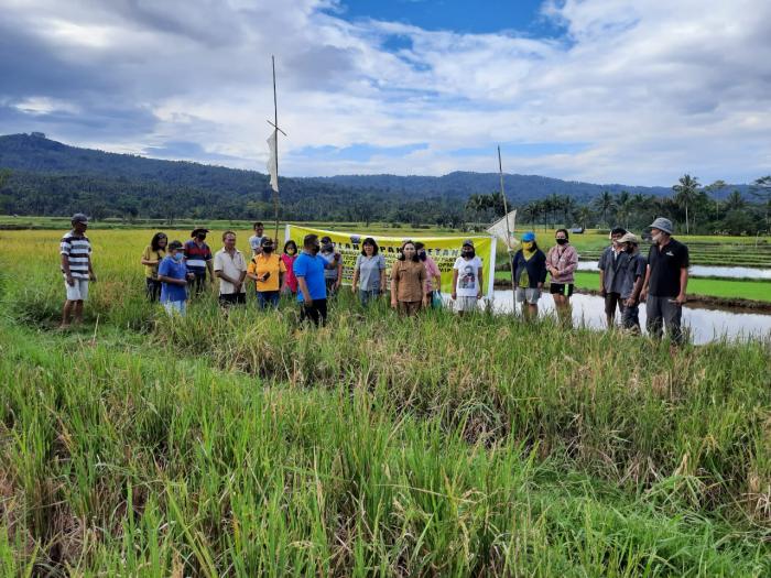 Tingkatkan Provitas Padi Sawah dengan kegiatan SL IPDMIP