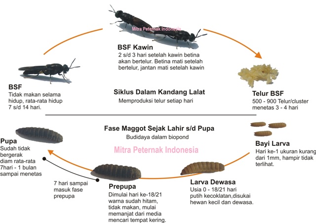 Budidaya Maggot Bsf (black Soldier Fly) Untuk Pakan Ayam Alternatif