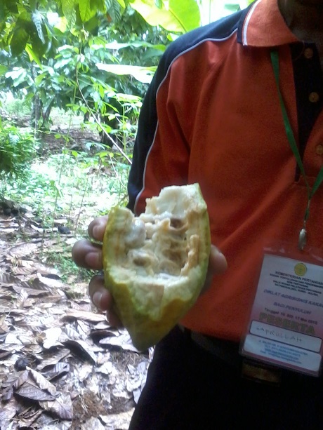 PENGGEREK BUAH KAKAO (PBK)