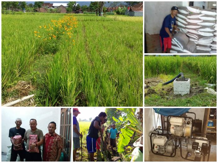 Upaya Penanganan Dampak Perubahan Iklim Pada Pertanaman Padi