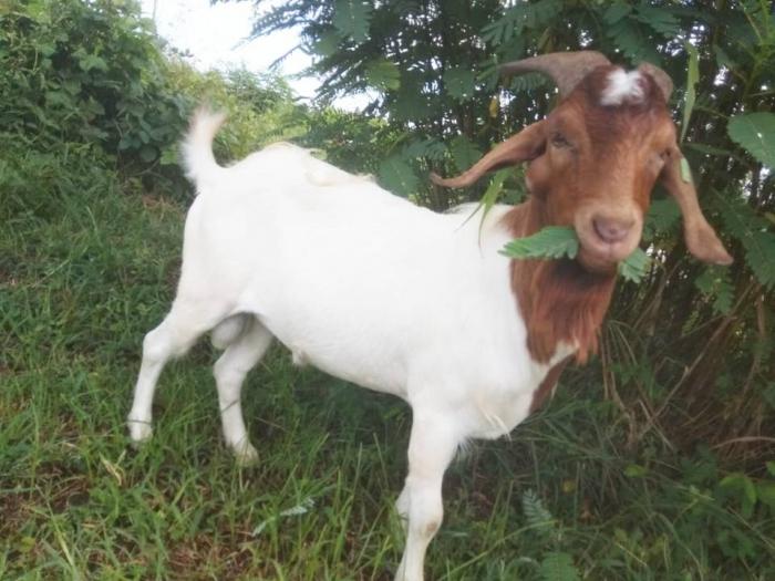 Mengenal Kambing Boerka