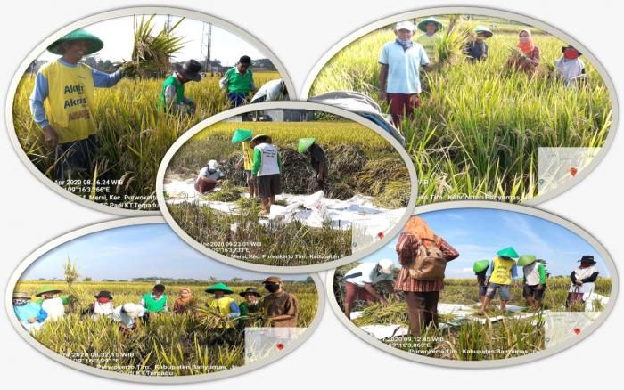 Panen Bersama Petani
