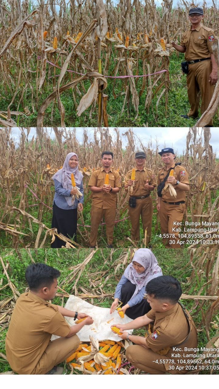 Kegiatan Ubinan Lahan Tanaman Jagung Kecamatan Bunga Mayang, Lampung Utara