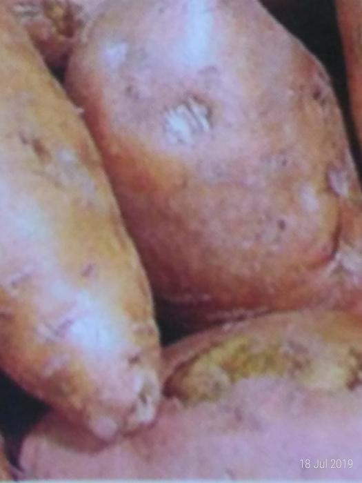 Teknologi Produksi Ubi Jalar