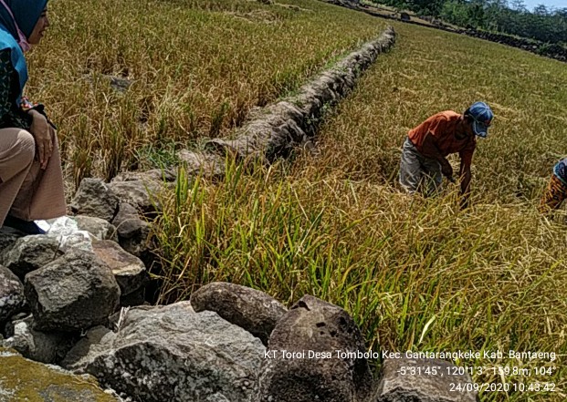 Kunjungan ke Hamparan Sawah Kelompok Tani Toroi Desa Tombolo Kec.Gantarangkeke Kab.Bantaeng