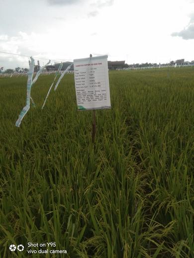TEKNOLOGI BUDIDAYA PADI GREEN SUPER RICE DI LAHAN TADAH HUJAN KALIMANTAN BARAT