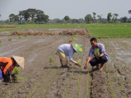 Petani Ahli Dan Mandiri Dengan Slptt Padi