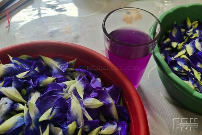 MENGENAL TANAMAN BUNGA TELANG,  MANFAAT  DAN OLAHANNYA (Clitoria   ternatea  L.)