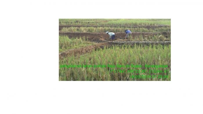 Pengolahan Lahan Sawah 