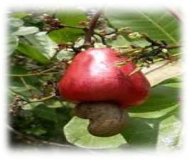 MANFAAT DAN CARA PEMUPUKAN PADA TANAMAN JAMBU METE