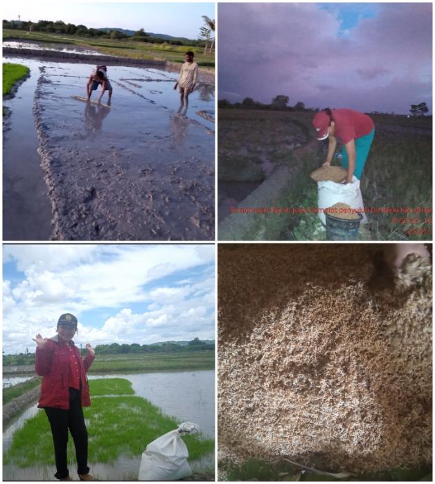 Persemaian Benih Padi