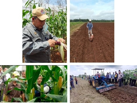 STANDAR BERTANAM JAGUNG