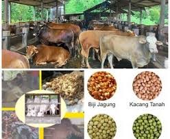 CARA MUDAH MENDETEKSI BIRAHI DAN KETEPATAN WAKTU INSEMINASI BUATAN (IB) PADA SAPI