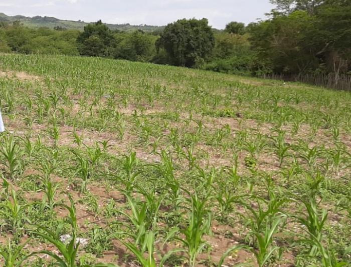 TEKNIS BUDIDAYA TUMPANGSARI JAGUNG DAN KEDELAI 