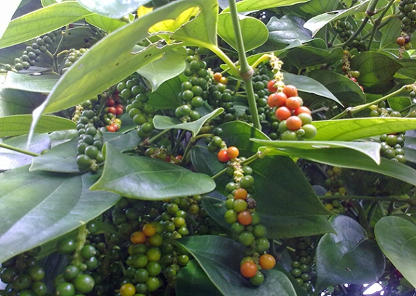 Mempercepat Berbuah, Meningkatkan Produksi, Memperpanjang Umur Tanaman Lada