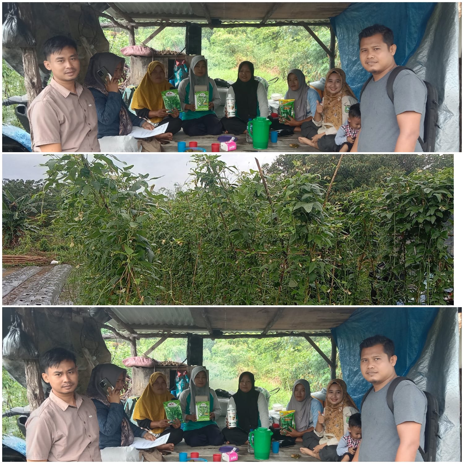 DINAS TANAMAN PANGAN HORTIKULTURA DAN PETERNAKAN KAB.BENGKALIS MENYERAHKAN BANTUAN BENIH SAYURAN KE KELOMPOK WANITA TANI MULYA MANDIRI  DESA TELUK RHU KEC.RUPAT UTARA