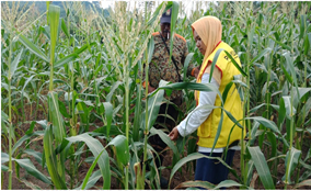 Pengendalian Hama Tanaman Jagung