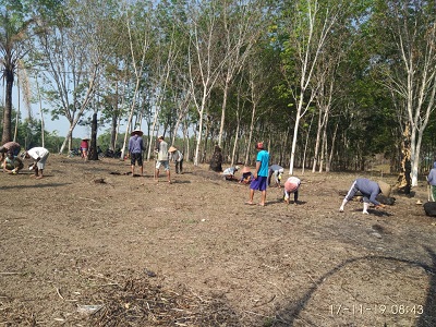 BUDIDAYA KENCUR DI LAHAN SEMPIT, TAPI UNTUNGNYA SELANGIT